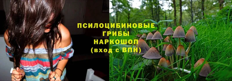 Галлюциногенные грибы Cubensis  Велиж 